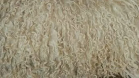 NZ lamb wool prices jump to 4-year high, aided by Chinese demand, US dollar strength