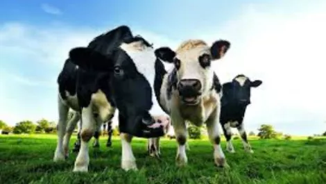 Faint praise from industry body for 'Fonterra for meat' report