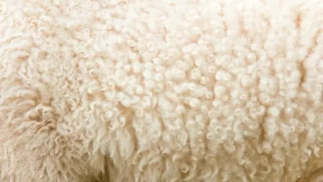 ComCom likely to approve Cavalier, NZ Wool Services to merge scouring operations